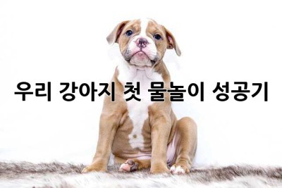 우리 강아지, 첫 물놀이 성공기!🐶💦