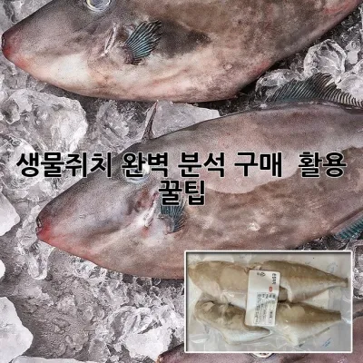 생물쥐치: 완벽 분석! 구매 & 활용 꿀팁 🎣✨