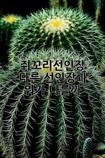 쥐꼬리선인장?  다른 선인장과 뭐가 다를까? 🤔