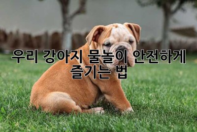 우리 강아지, 물놀이 안전하게 즐기는 법!🐶💦