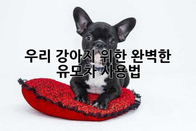 우리 강아지 위한 완벽한 유모차 사용법!