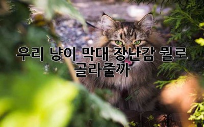 우리 냥이, 막대 장난감 뭘로 골라줄까? 🤔