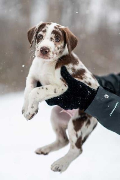 우리 댕댕이 눈 건강, 녹내장 걱정 없이 지켜주기🐶